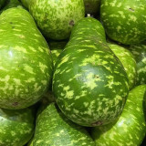 Qiangchun Duosheng Variegated Bottle Gourd Seeds, Variegated Bottle Gourd Seeds, Premium Bottle Gourd, Tender Flesh