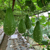 Qiangchun Duosheng Variegated Bottle Gourd Seeds, Variegated Bottle Gourd Seeds, Premium Bottle Gourd, Tender Flesh