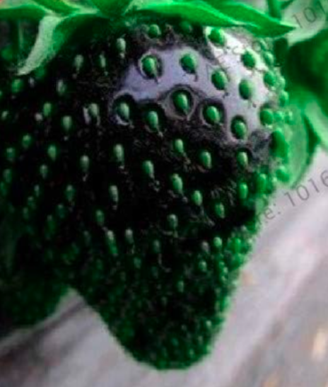 Strawberry Garden Seeds Organic Fruit (Color: Black)