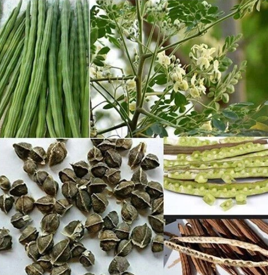 Chinese Moringa seeds, Edible