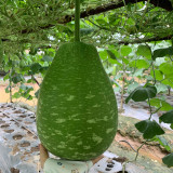 Qiangchun Duosheng Variegated Bottle Gourd Seeds, Variegated Bottle Gourd Seeds, Premium Bottle Gourd, Tender Flesh
