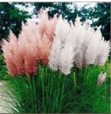 PINK PAMPAS GRASS Seeds Cortaderia Selloana Seeds - (Color: 5)