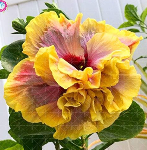 Double Flap Hibiscus Flower Seeds Tree Perennial Garden Flowers (Color: 6)