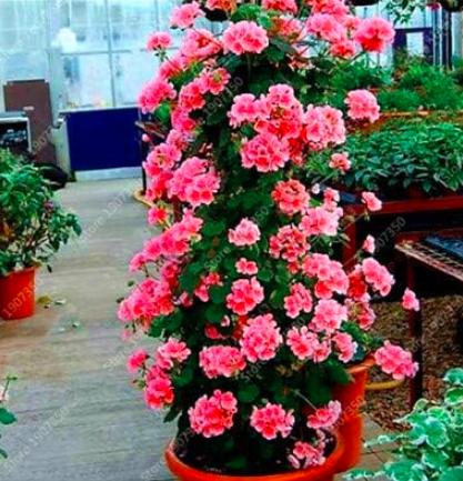 Climbing Geranium Seed Perennial Rare Flower (Color: 11)