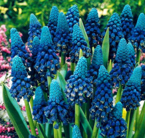 Hyacinthus Orientalis Plant Perennial Rare Hyacinth Potted Seed (Color: 10)