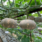 Xiangmi Small Pumpkin Seeds, Oblate Shape, Delicate Texture, Stable Yield, Adaptable, Attractive Fruit