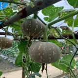 Xiangmi Small Pumpkin Seeds, Oblate Shape, Delicate Texture, Stable Yield, Adaptable, Attractive Fruit