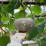 Xiangmi Small Pumpkin Seeds, Oblate Shape, Delicate Texture, Stable Yield, Adaptable, Attractive Fruit