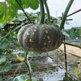 Xiangmi Small Pumpkin Seeds, Oblate Shape, Delicate Texture, Stable Yield, Adaptable, Attractive Fruit