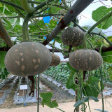 Xiangmi Small Pumpkin Seeds, Oblate Shape, Delicate Texture, Stable Yield, Adaptable, Attractive Fruit