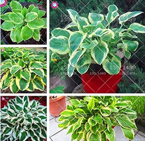 Mixed Hosta SeedsPrecious Perennial Plants semenata Flower Mixed