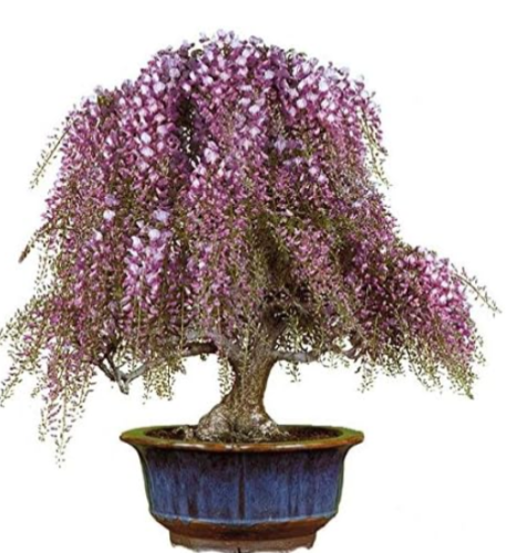 Wisteria Trees Seeds for Home & Garden