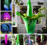 Rainbow Corpse Flower Seeds, The Titan Arum (Color: Mixed)