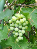 Green Grape Fruit Vine Vitis Vinifera Seeds