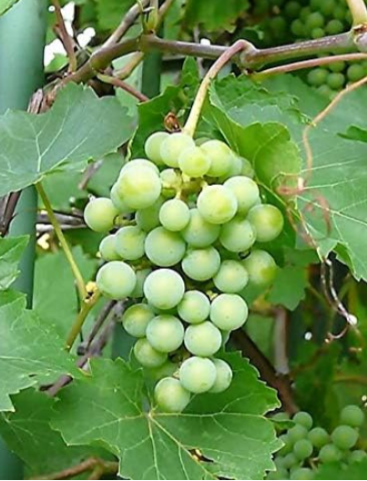 Green Grape Fruit Vine Vitis Vinifera Seeds