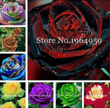 Red Blood Rare Rose Seeds Garden Perennial (Color: Mixed)