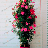 Perennial Rare Mandevilla Sanderi Flower Seeds (Color: 5)