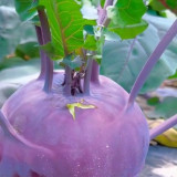 Jinchuan Purple Crown Kohlrabi Seeds, Premium Purple Kohlrabi Seeds, Mid-Season, High Yield, Purple Bulbs
