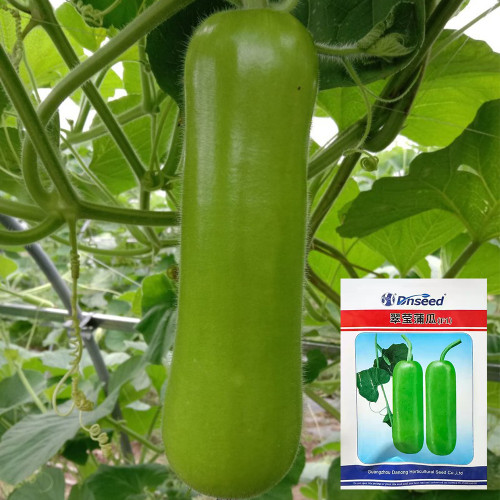 Cuiying Bottle Gourd Seeds, Premium F1 Hybrid Bottle Gourd, Early-Mid Maturity, High Yield, Excellent Quality