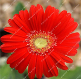 Colorful Gerbera Flower Seeds Rapid Growth Chrysanthemum