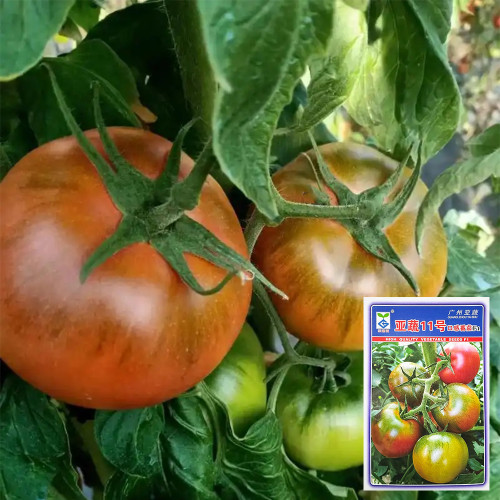 Yashu No.11 Tomato Seeds, Early-Maturing Hybrid Tomato Seeds, Indeterminate Variety, Dark Green Shoulders & Rich Flavor