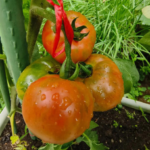Yashu No.11 Tomato Seeds, Early-Maturing Hybrid Tomato Seeds, Indeterminate Variety, Dark Green Shoulders & Rich Flavor