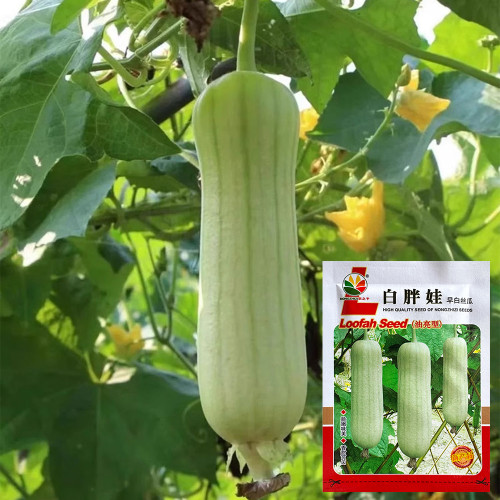 Baipangwa White Luffa Seeds, Hybrid Luffa Seeds, Early Maturing, Smooth Skin, Tender Firm Flesh
