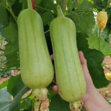 Baipangwa White Luffa Seeds, Hybrid Luffa Seeds, Early Maturing, Smooth Skin, Tender Firm Flesh