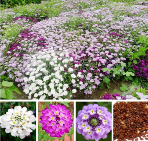 Iberis Amara Seed Flower Seeds (Color: 3)