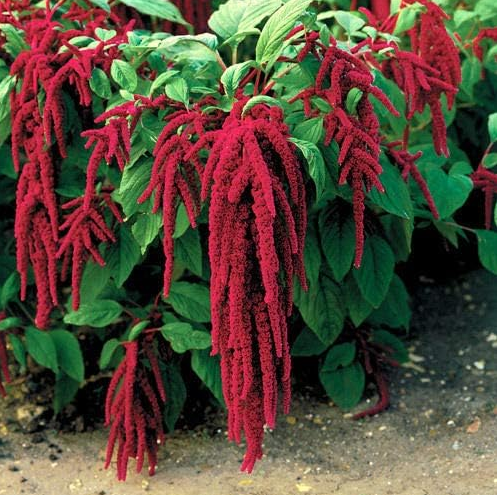 Amaranth Seeds - Love-Lies-Bleeding - Red - Vintage Heirloom Variety