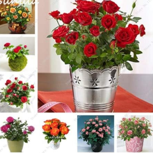 Dwarf Rose Mini Seed Perennial Rose Flower (Color: 3)
