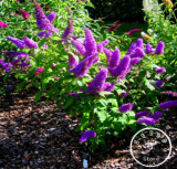 Butterfly Bush Summer Lilac Plantas Seeds