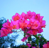 Rose Pink Bougainvillea Spectabilis Plant Seeds