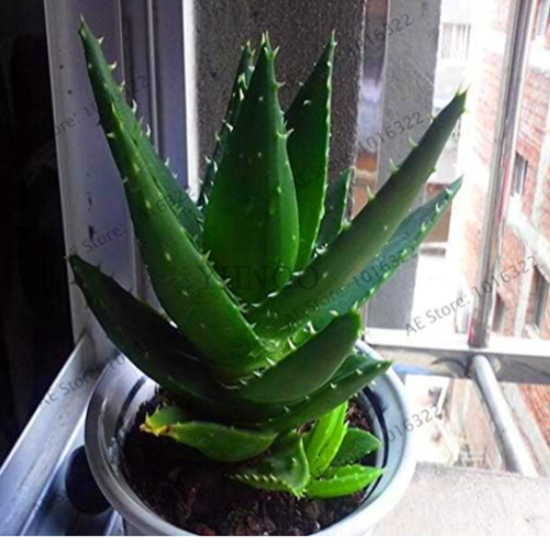 Aloe Vera Seeds for Home & Garden - (Color: 4)