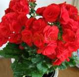 Rare Rose Rieger begonia Seeds (Color: A7)