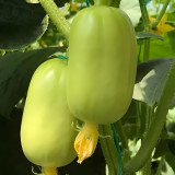 Yunü Mini Fruit Cucumber Seeds, White Mini Cucumber, Ultra-Small White Fruit, Sweet & Spineless