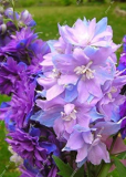 Dendrobium Multi-Color Flower Seeds (Color: 12)