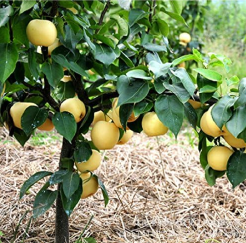 Golden Pear Seeds quality pear fruit