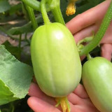 Yunü Mini Fruit Cucumber Seeds, White Mini Cucumber, Ultra-Small White Fruit, Sweet & Spineless