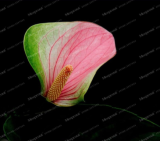 Japan Pink+Green Anthurium Seed Rare Flower
