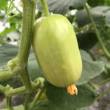 Yunü Mini Fruit Cucumber Seeds, White Mini Cucumber, Ultra-Small White Fruit, Sweet & Spineless
