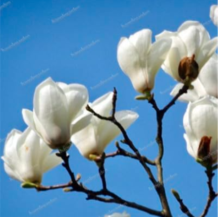 Magnolia Imported Outdoor Seeds Fragrant Yulan Flower (Color: 6)