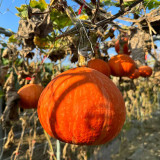 Longxindan Pumpkin Seeds - Premium Pumpkin Seeds, Vigorous Growth, Storage Tolerant, Adaptable