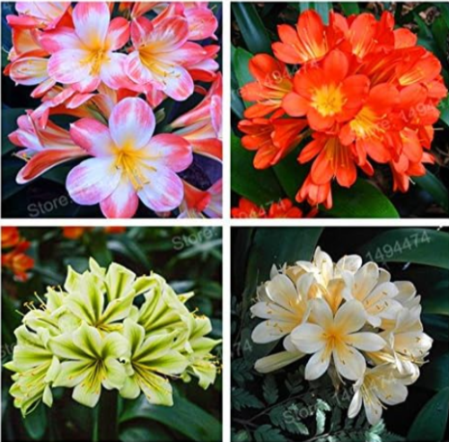 Real Clivia Plant Seeds Decorative Garden Flower (Color: Mix)