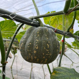 Prolific Fragrant Pumpkin Seeds: Disease-Resistant, Vigorous Growth, Sweet Crisp Flavor