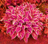 Colorful hosta Flower Indoor Seeds for Home Garden