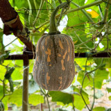Prolific Fragrant Pumpkin Seeds: Disease-Resistant, Vigorous Growth, Sweet Crisp Flavor