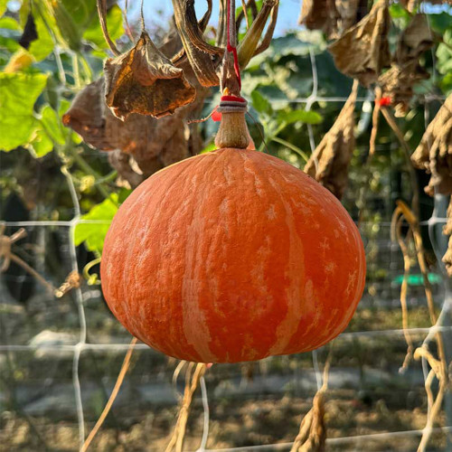 Longxindan Pumpkin Seeds - Premium Pumpkin Seeds, Vigorous Growth, Storage Tolerant, Adaptable