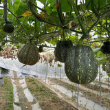 Prolific Fragrant Pumpkin Seeds: Disease-Resistant, Vigorous Growth, Sweet Crisp Flavor