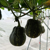 Prolific Fragrant Pumpkin Seeds: Disease-Resistant, Vigorous Growth, Sweet Crisp Flavor